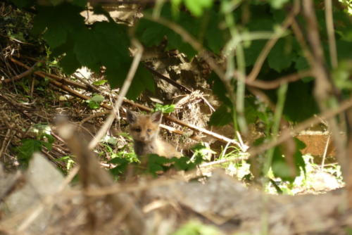 Fox cub hiding in my garden - Belinda Price